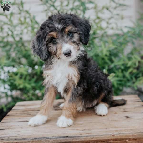 Daisy, Mini Bernedoodle Puppy